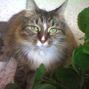 Meet Velcro. I want another cat just like her.